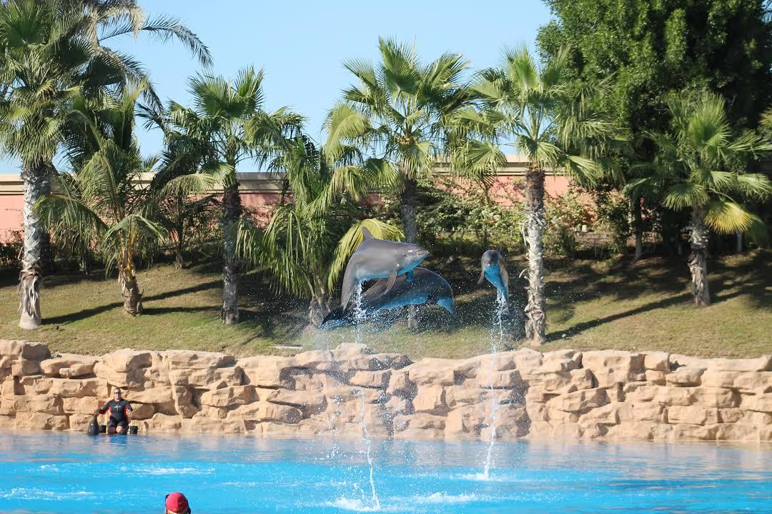 Delfinschwimmen Dolphin Bay