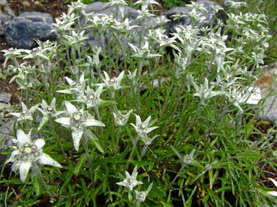 Botanischer Garten Alpinum Schatzalp