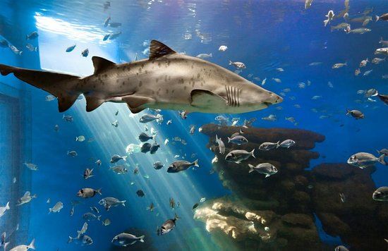 Aquarium von Palma