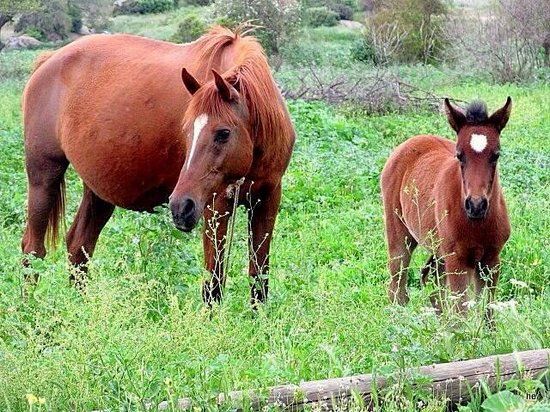 Ozdere Ranch Club