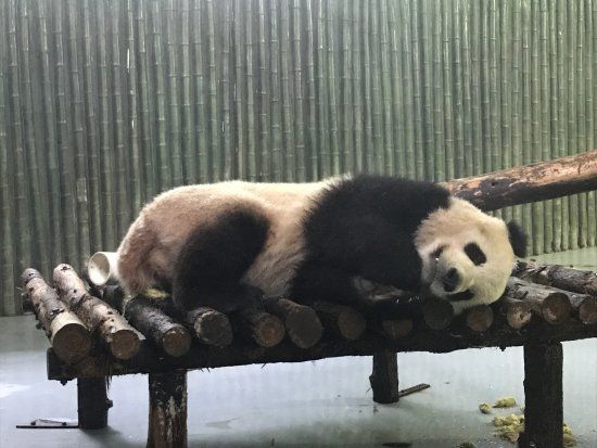 Zoo Shanghai